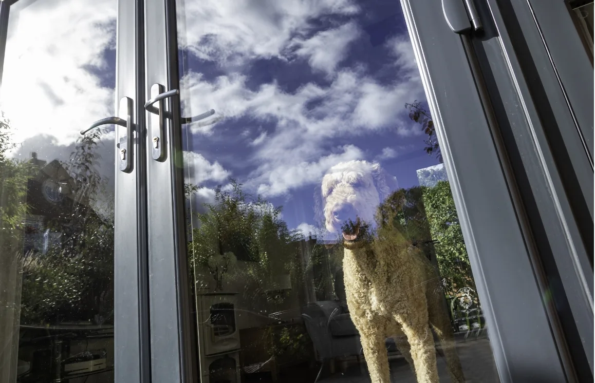 dog behind french doors